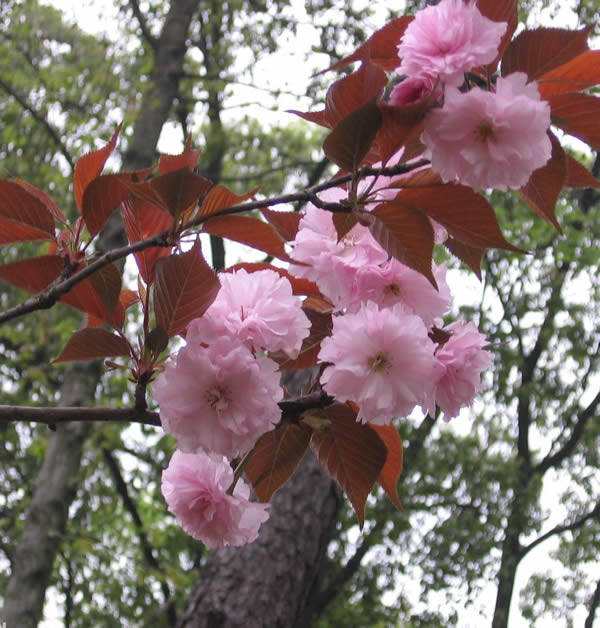 红叶樱花